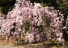 「和歌山城　桜情報　4月7日」