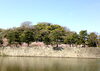 「和歌山城　桜情報　4月8日」