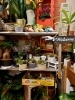 「多肉の寄せ植えおすすめです✩.*˚」