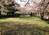「和歌山城　桜情報　4月9日」