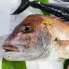 「魚魚市場鮮魚コーナーおすすめは「赤アワビ」「カナトフグ」です♪」