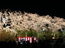 県内最多!！　6７種類の桜の競演  さくらまつり　4／５～29の土・日・祝日 4月５日（土）・６日（日）・1２日（土）・1３日（日）は夜間開園