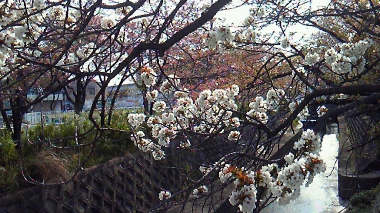 「１本だけ頑張って咲いている八重桜」
