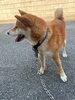 「【西条市飯岡 1292番地付近】迷い犬を保護しています！（※西条IC入口近辺）」