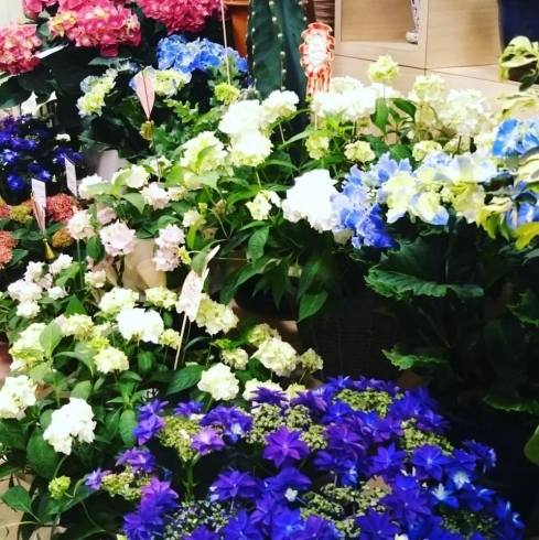 「今年の母の日は5月8日(日)です！　鈴木園芸生花店です！！」