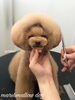 「秋のオプションキャンペーン　（＾ν＾）」
