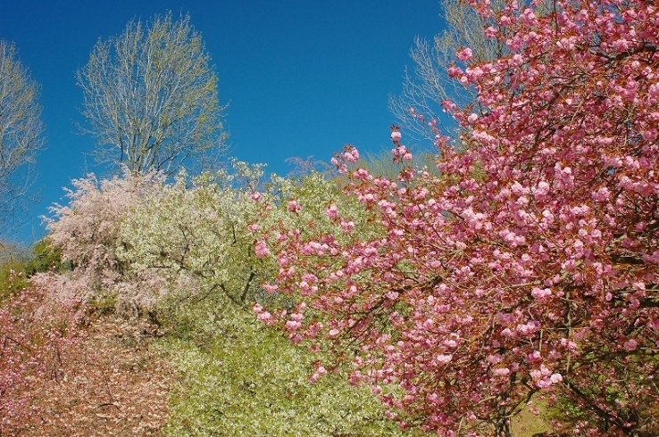 「いよいよ花見シーズン到来！！３０種類の八重桜の競演」