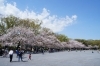 川崎鈴彦、【桜花残照】、希少画集画より、状態良好、新品高級額装付 川崎鈴彦、【桜花残照】、希少画集画より、状態良好、新品高級