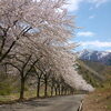 「ハーバルバレーにて、桜並木と抹茶を堪能♪(о´∀`о)」