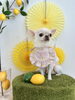くうちゃん「わんことレモン🍋」