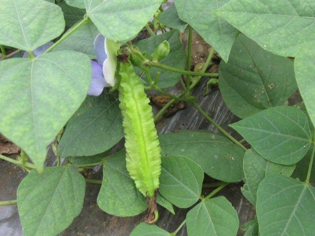 花が落ちると、縁がぎざぎざの四角い形をした黄緑色の莢ができます