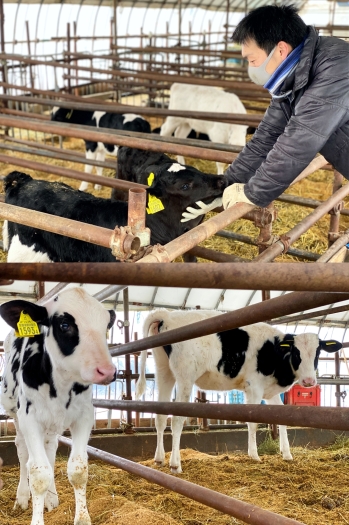 牛達が気持ちよく快適に過ごせるような環境づくりに励んでいます「尾田牧場」