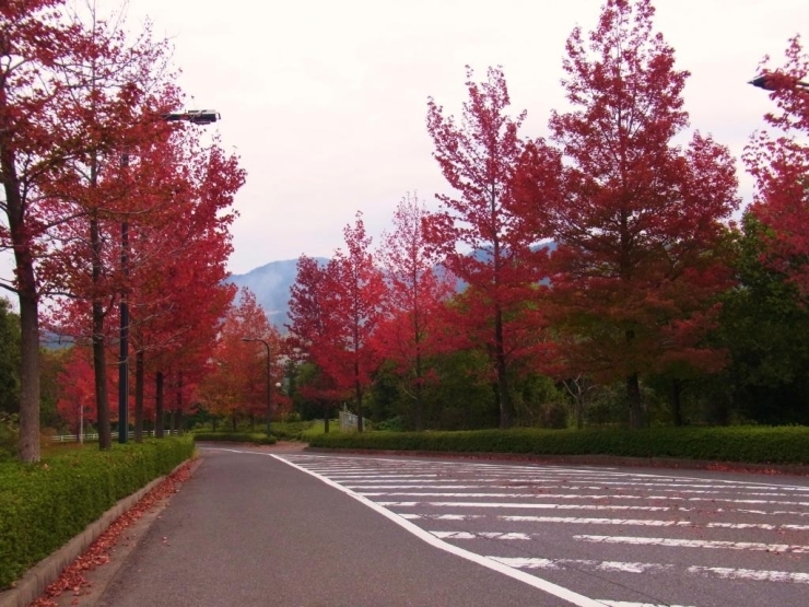  公園進入路のアメリカフウの紅葉も綺麗ですよ！<br>落ち葉が舞ってきれいでした。