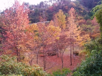 山の木々も赤や黄色で彩られていきます。<br>