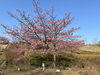 「3月9日(日) 魚魚の宿　河津桜」