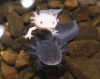 しっぽが青い生き物は何？…ニホントカゲについて【体験,観光,学び,お出かけ/かすみがうら市水族館/淡水魚/観賞魚/古代魚/爬虫類/トカゲ】