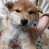柴犬 メス「【WAN'S】新しいわんちゃん3匹のご紹介♪」