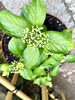 紫陽花の蕾「本日の境内の様子です」