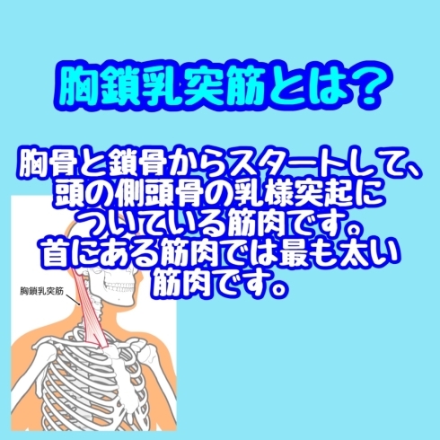 胸鎖乳突筋とは「胸鎖乳突筋」