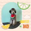 「Dog salon mofu mofu　余市町」