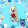 「Dog salon mofu mofu　余市町」