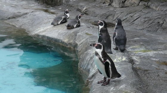 換羽後「「まっさら」になったペンギンたち」