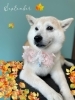 「お友達♡ Dog salon mofu mofu 余市町」