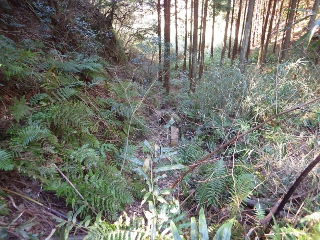 下草に覆われていますが、水路が見えます。「土木工事って・・・その２」