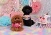 「Anniversary photo　(^O^)／」