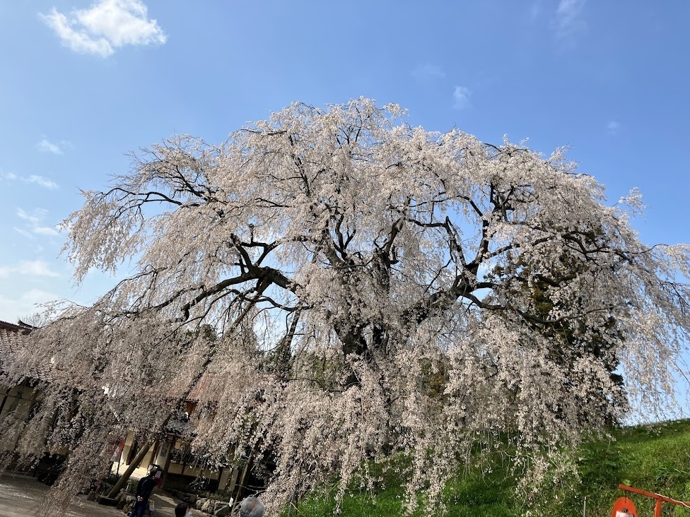 段部の枝垂れ桜　雲南市加茂町