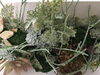 下から上へ伸びるように仕込んだリプサリス「多肉植物の額アレンジメント」
