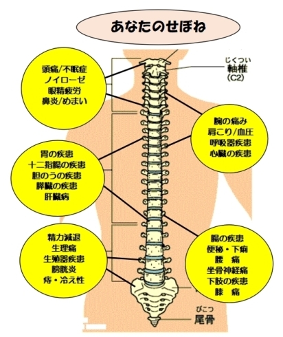 「ふじえ南整体院」骨盤矯正/骨格筋調整：バランス活性療法・カイロプラクティック