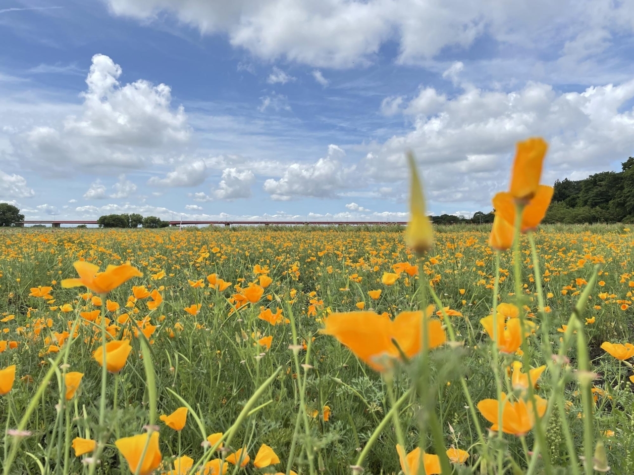 今季最終便 22年5月27日 金 撮影 ポピー畑 麦なでしこ畑 バラ園の開花状況 埼玉県鴻巣市 鴻巣の花イベント情報 こうのす広場 鴻巣市 今季最終便 22年5月27日 金 撮影 ポピー畑 麦なでしこ畑 バラ園の開花状況 埼玉県鴻巣市 鴻巣の花イベント情報 こうのす広場 鴻巣市