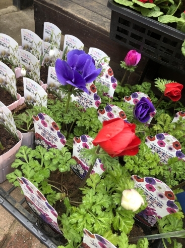 鉢花沢山入荷しました 本八幡のお花屋さん フラワーギフトが人気 芽ぶき屋 本八幡店のニュース まいぷれ 市川市 鉢花沢山入荷しました 本八幡のお花屋さん フラワーギフトが人気 芽ぶき屋 本八幡店のニュース まいぷれ 市川市