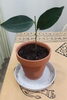 鉢に植え替え「🌱榊🌱に根が生えました。」