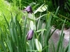 「黒百合の花が咲きました！！」