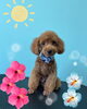 「可愛い子ちゃん♡ Dog salon mofu mofu 余市町」