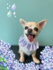 「Dog salon mofu mofu　余市町」