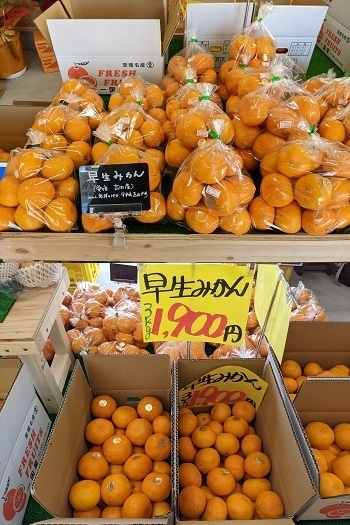 当店は、南予地区の柑橘を取り扱っています！「一国屋（いっこくや）」