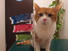 「動物看護師募集★」
