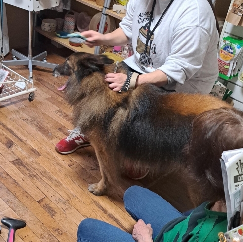 「飼い主さま向けブラッシングセミナー」