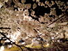 「銭淵公園観桜会！夜の幻想的な景色に感動。」