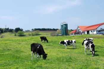 牛の牧場