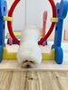 とあちゃんも頑張って〜ジャンプ💨　笑「ましゅまろ幼稚園🐾」