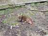 安佐動物公園にいたキョン「みんな気になる「鬼門」の話 ②」