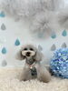 ＭＯＭＯちゃん「わんこと梅雨☔️」