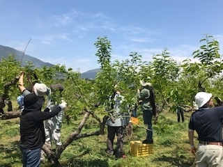 柿の木オーナー制度による収穫祭（地域部会の活動の様子）「御所市 地域農業再生協議会」