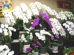 各種胡蝶蘭を取り揃えています「沢井生花店」