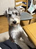 愛犬の恋はる🐕　一歳になります。「歓送迎会は、あがわで…😊」