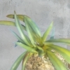 長生蘭  富貴の光
